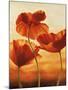 Poppies in Sunlight II-Andrea Kahn-Mounted Art Print