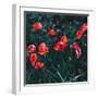 Poppies in the Field. Minimal Style-Evgeniya Porechenskaya-Framed Photographic Print