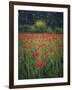 Poppies in the Wheat-Dawne Polis-Framed Art Print