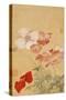 Poppies (Leaf from an Album of Flower Paintings)-Yun Shouping-Stretched Canvas