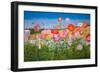 Poppies (Oil on Board)-William Ireland-Framed Giclee Print