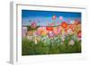 Poppies (Oil on Board)-William Ireland-Framed Giclee Print