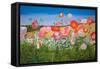 Poppies (Oil on Board)-William Ireland-Framed Stretched Canvas