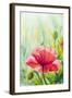 Poppies, Oil Painting on Canvas-Valenty-Framed Art Print