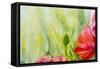 Poppies, Oil Painting on Canvas-Valenty-Framed Stretched Canvas