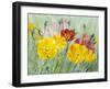 Poppies, Oil Painting on Canvas-Valenty-Framed Art Print