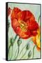 Poppies, Oil Painting on Canvas-Valenty-Framed Stretched Canvas