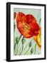 Poppies, Oil Painting on Canvas-Valenty-Framed Art Print