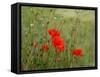 Poppies on Flanders Fields-Magda Indigo-Framed Stretched Canvas