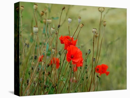 Poppies on Flanders Fields-Magda Indigo-Stretched Canvas