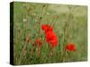 Poppies on Flanders Fields-Magda Indigo-Stretched Canvas