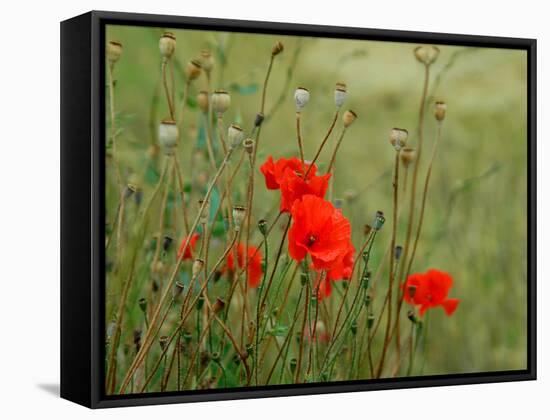 Poppies on Flanders Fields-Magda Indigo-Framed Stretched Canvas