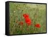 Poppies on Flanders Fields-Magda Indigo-Framed Stretched Canvas
