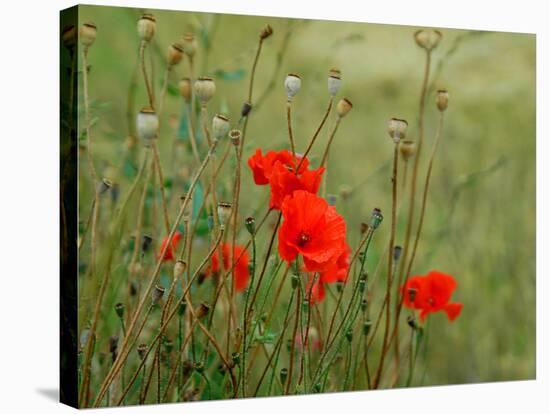 Poppies on Flanders Fields-Magda Indigo-Stretched Canvas