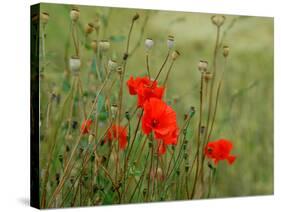 Poppies on Flanders Fields-Magda Indigo-Stretched Canvas