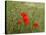 Poppies on Flanders Fields-Magda Indigo-Stretched Canvas