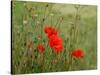 Poppies on Flanders Fields-Magda Indigo-Stretched Canvas