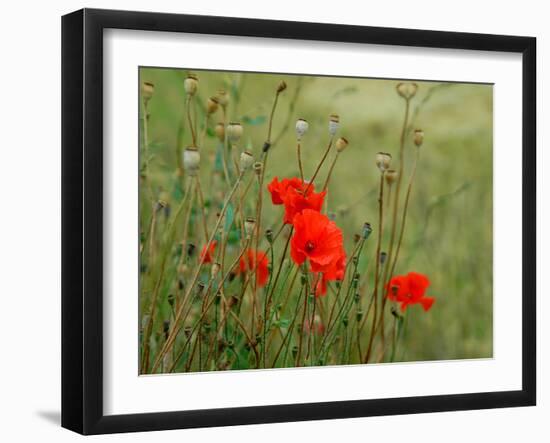 Poppies on Flanders Fields-Magda Indigo-Framed Photographic Print