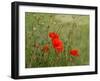 Poppies on Flanders Fields-Magda Indigo-Framed Photographic Print