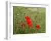 Poppies on Flanders Fields-Magda Indigo-Framed Photographic Print