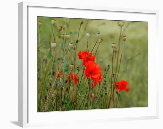 Poppies on Flanders Fields-Magda Indigo-Framed Photographic Print