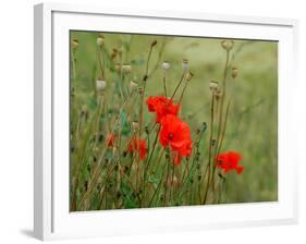 Poppies on Flanders Fields-Magda Indigo-Framed Photographic Print