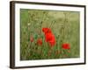 Poppies on Flanders Fields-Magda Indigo-Framed Photographic Print