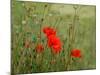 Poppies on Flanders Fields-Magda Indigo-Mounted Photographic Print