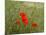 Poppies on Flanders Fields-Magda Indigo-Mounted Photographic Print