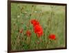 Poppies on Flanders Fields-Magda Indigo-Framed Photographic Print