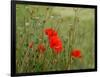 Poppies on Flanders Fields-Magda Indigo-Framed Photographic Print