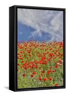 Poppies on hillside in full bloom, Garfield, Eastern Washington-Darrell Gulin-Framed Stretched Canvas