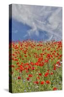 Poppies on hillside in full bloom, Garfield, Eastern Washington-Darrell Gulin-Stretched Canvas