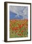 Poppies on hillside in full bloom, Garfield, Eastern Washington-Darrell Gulin-Framed Photographic Print