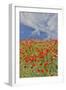 Poppies on hillside in full bloom, Garfield, Eastern Washington-Darrell Gulin-Framed Photographic Print