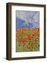 Poppies on hillside in full bloom, Garfield, Eastern Washington-Darrell Gulin-Framed Photographic Print