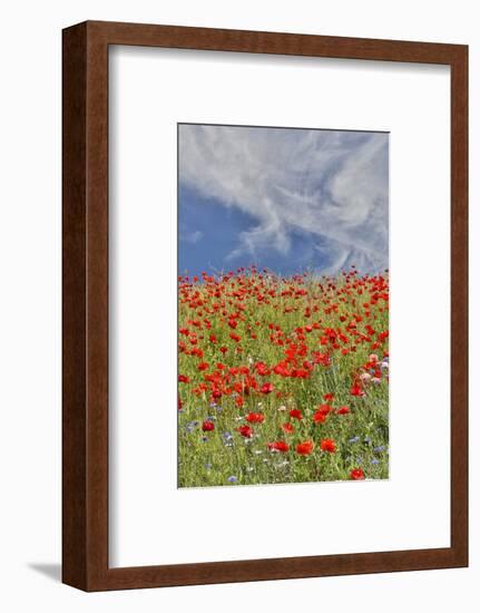 Poppies on hillside in full bloom, Garfield, Eastern Washington-Darrell Gulin-Framed Photographic Print