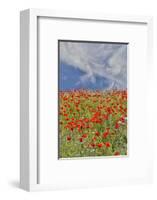 Poppies on hillside in full bloom, Garfield, Eastern Washington-Darrell Gulin-Framed Photographic Print