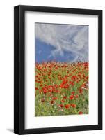 Poppies on hillside in full bloom, Garfield, Eastern Washington-Darrell Gulin-Framed Photographic Print