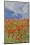 Poppies on hillside in full bloom, Garfield, Eastern Washington-Darrell Gulin-Mounted Photographic Print