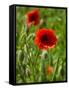 Poppies on Rügen-Mandy Stegen-Framed Stretched Canvas