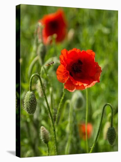 Poppies on Rügen-Mandy Stegen-Stretched Canvas