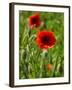 Poppies on Rügen-Mandy Stegen-Framed Photographic Print