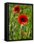 Poppies on Rügen-Mandy Stegen-Framed Stretched Canvas