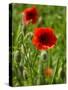 Poppies on Rügen-Mandy Stegen-Stretched Canvas