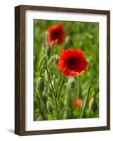 Poppies on Rügen-Mandy Stegen-Framed Photographic Print