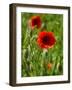 Poppies on Rügen-Mandy Stegen-Framed Photographic Print