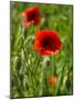 Poppies on Rügen-Mandy Stegen-Mounted Photographic Print