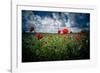 Poppies on Rügen-Mandy Stegen-Framed Photographic Print