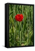 Poppies on Rügen-Mandy Stegen-Framed Stretched Canvas